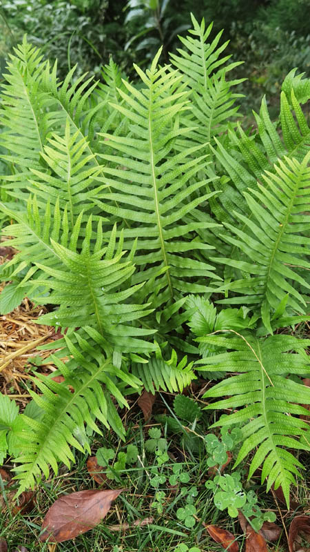 Polypodium vulgare photo